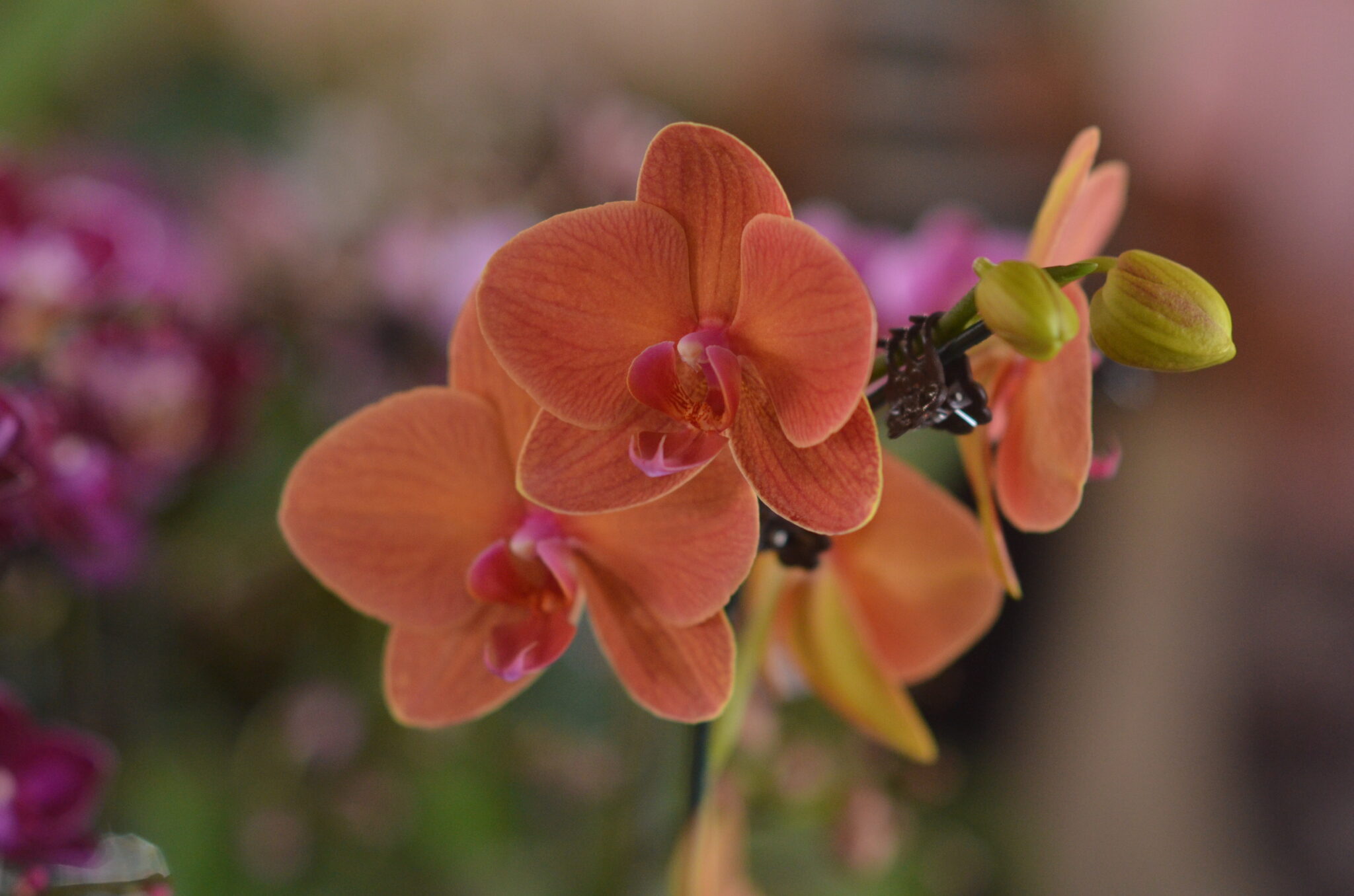 Aparecida sedia 14ª Exposição de Orquídeas e Rosas do Deserto nos dias 24, 25 e 26