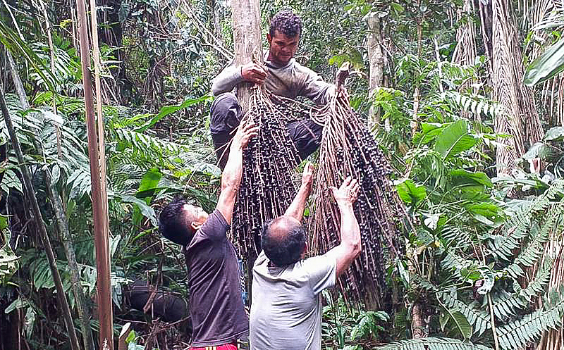 Para salvar floresta, povo Ashaninka atua na coleta de sementes de árvores na Amazônia