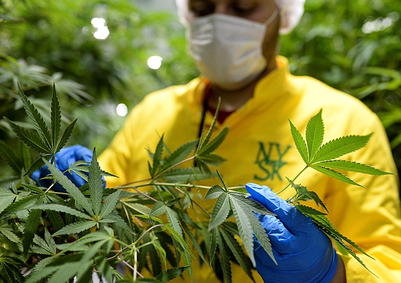 Câmara aprova remédio à base de cannabis