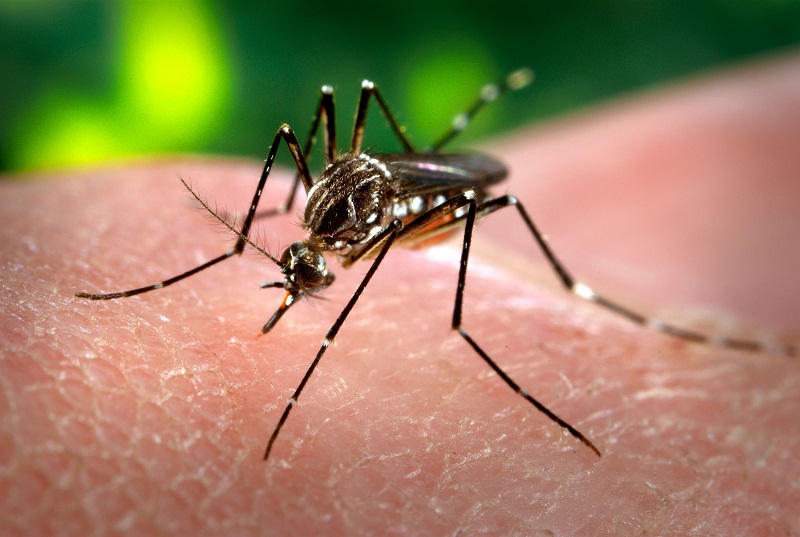 Quem teve dengue tem mais propensão a ter Covid-19