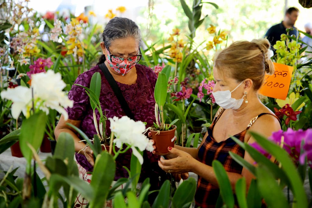 Imagem destacada do post: Exposição de orquídeas atrai centenas de pessoas em Aparecida