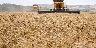 Guerra entre Rússia e Ucrânia pode levar a escassez de trigo e girassol no mundo