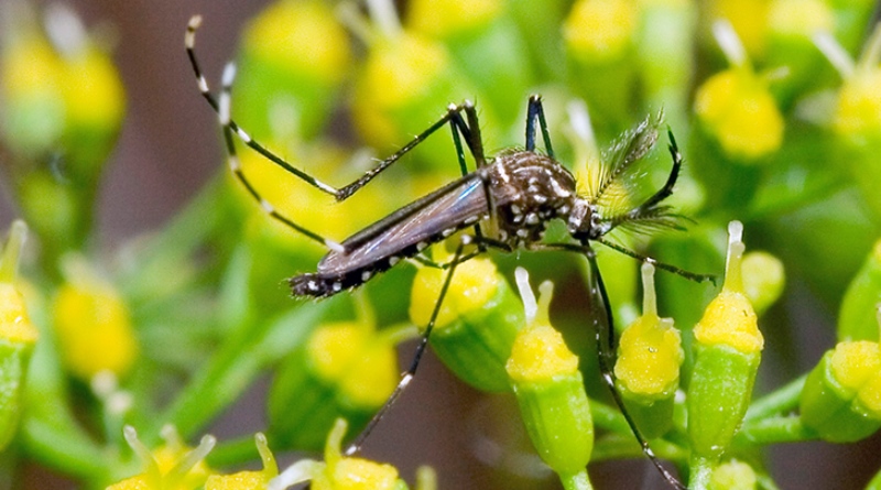 Governo qualifica médicos para atender casos de dengue