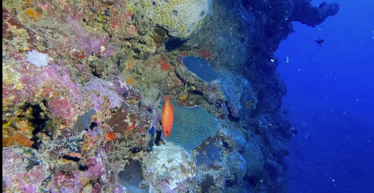 Cientistas encontram novos recifes de corais no mar da Bahia