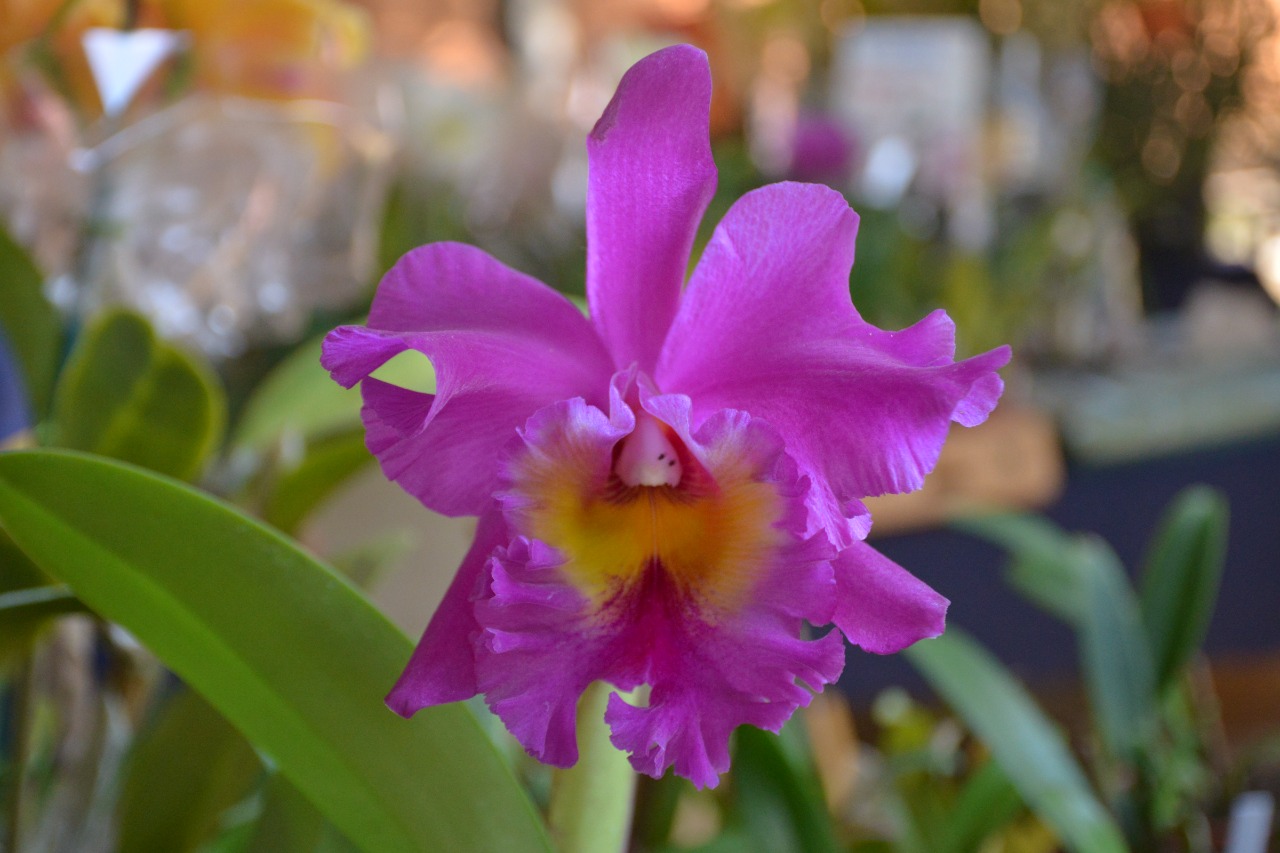 Aparecida recebe exposição de orquídeas, rosas do deserto e cactos dias 5 a 7 (08)
