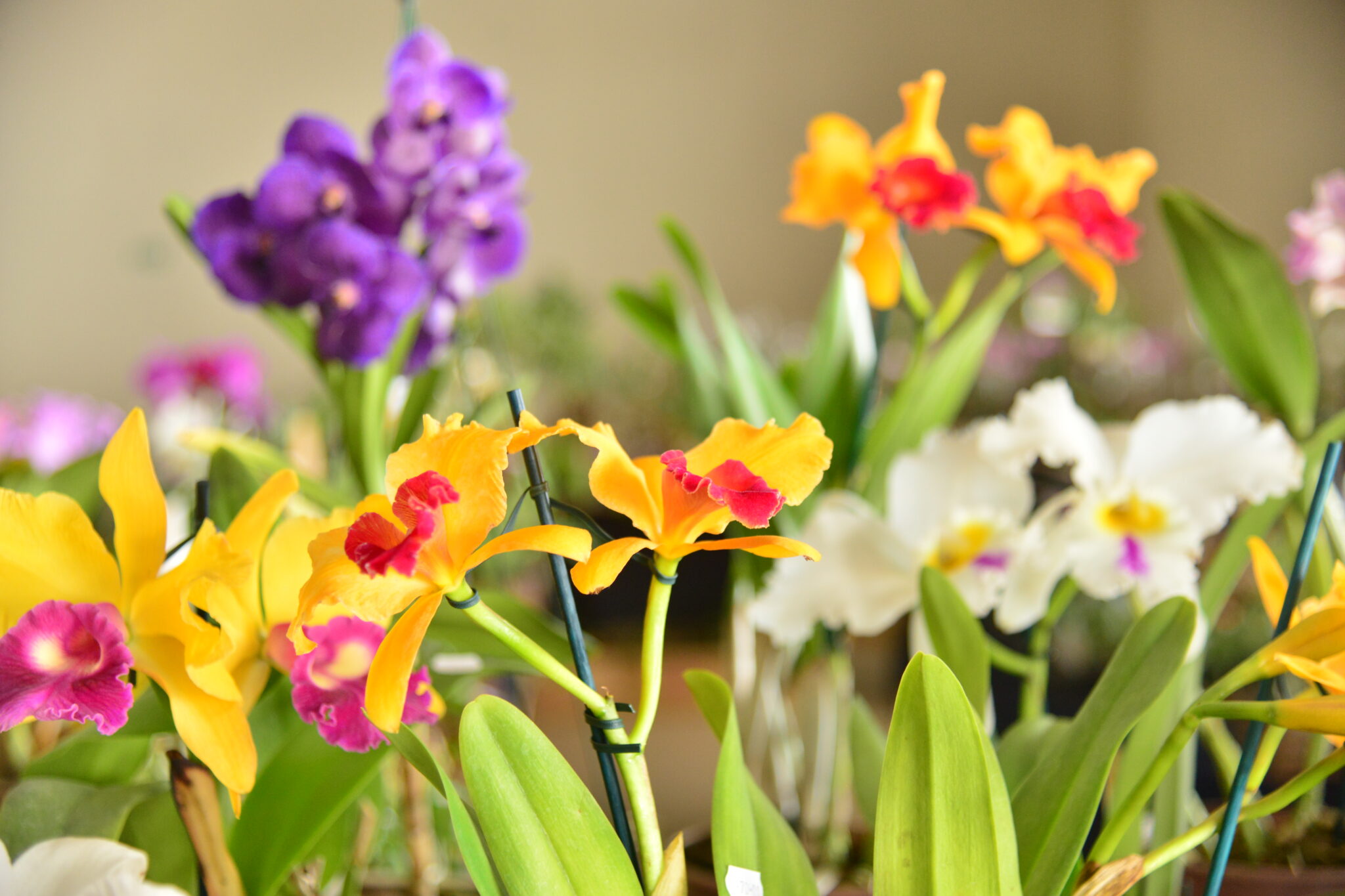 Exposição de orquídeas em Aparecida vai até domingo