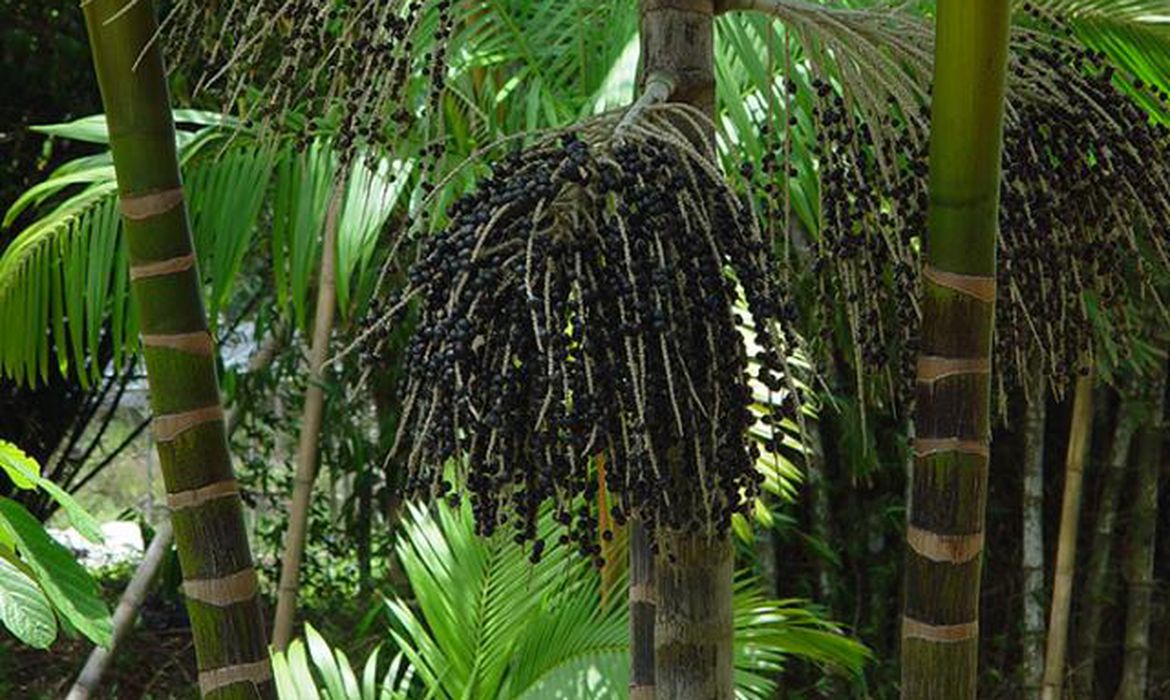 Imagem destacada do post: Cúpula da Amazônia discute tecnologia e inovação como caminho