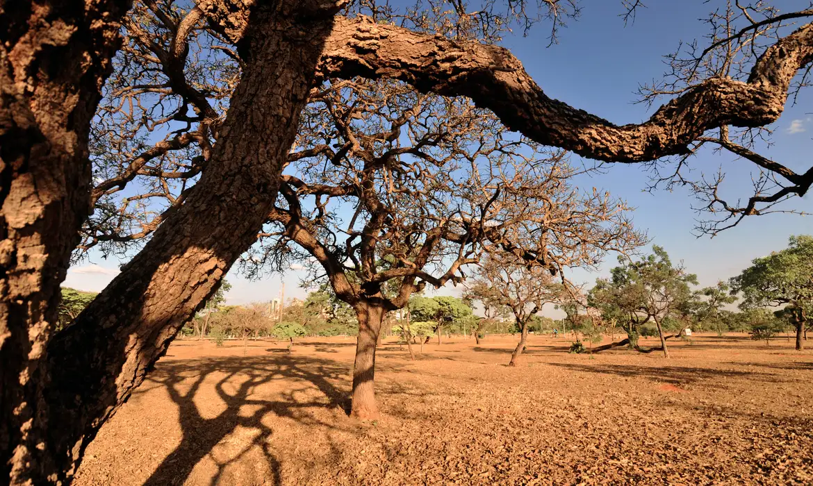 Imagem destacada do post: Dia do Meio Ambiente destaca ações de enfrentamento à desertificação
