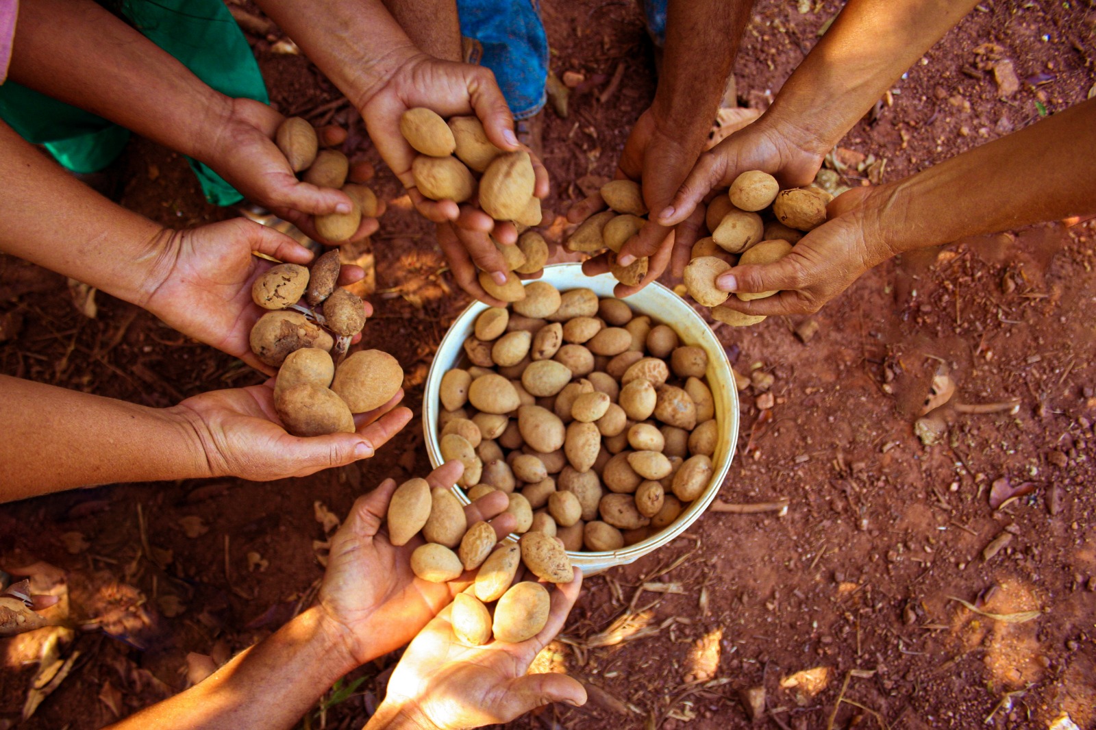 Imagem destacada do post: Cooperativa Goiana exporta baru ao mercado Europeu