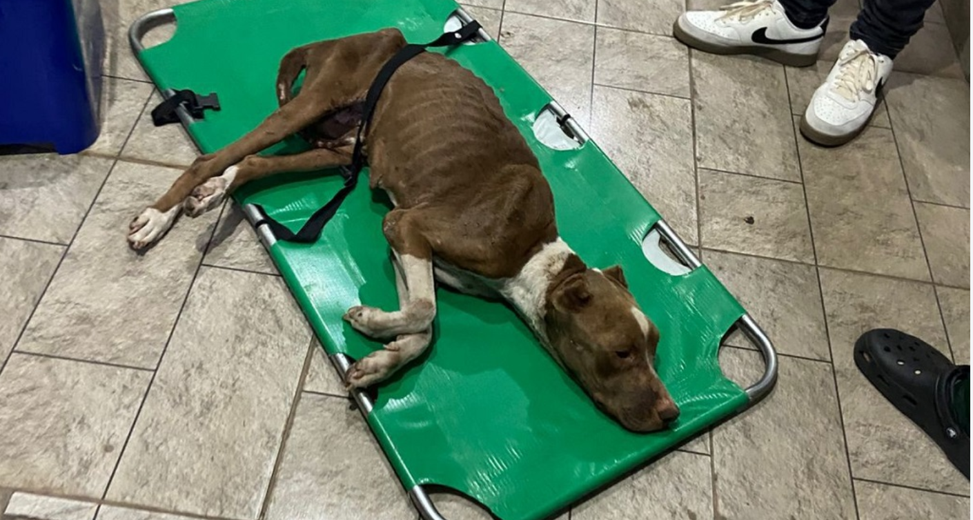 Imagem destacada do post: GCM resgata cachorro vítima de mãos tratos