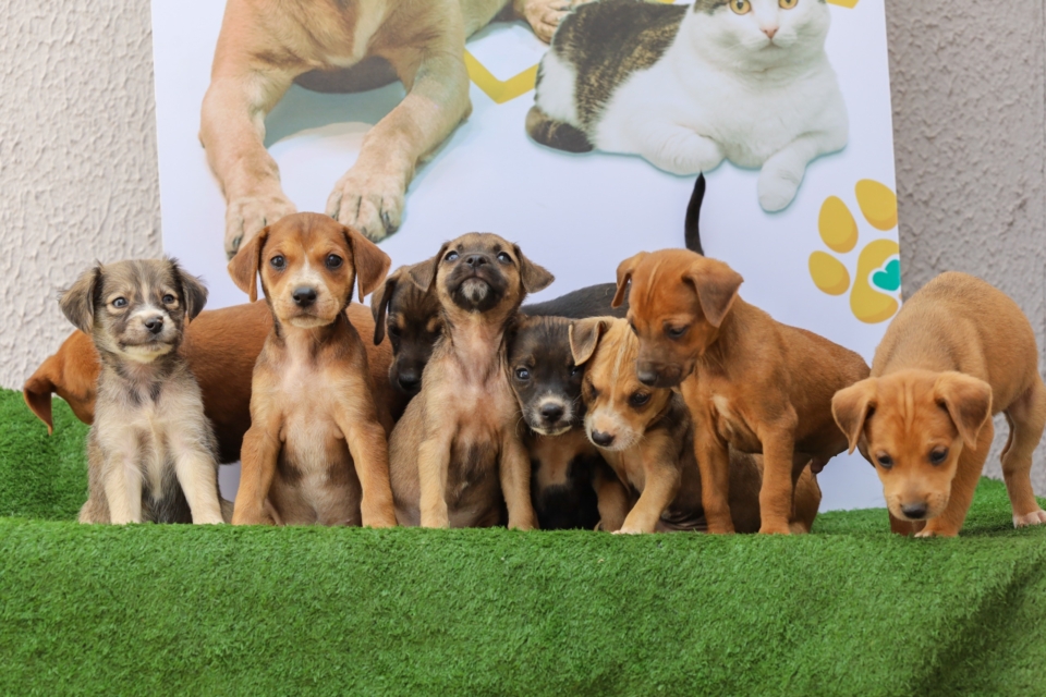 Imagem destacada do post: Aparecida realiza nova feira de adoção de cães e gatos neste sábado, 02
