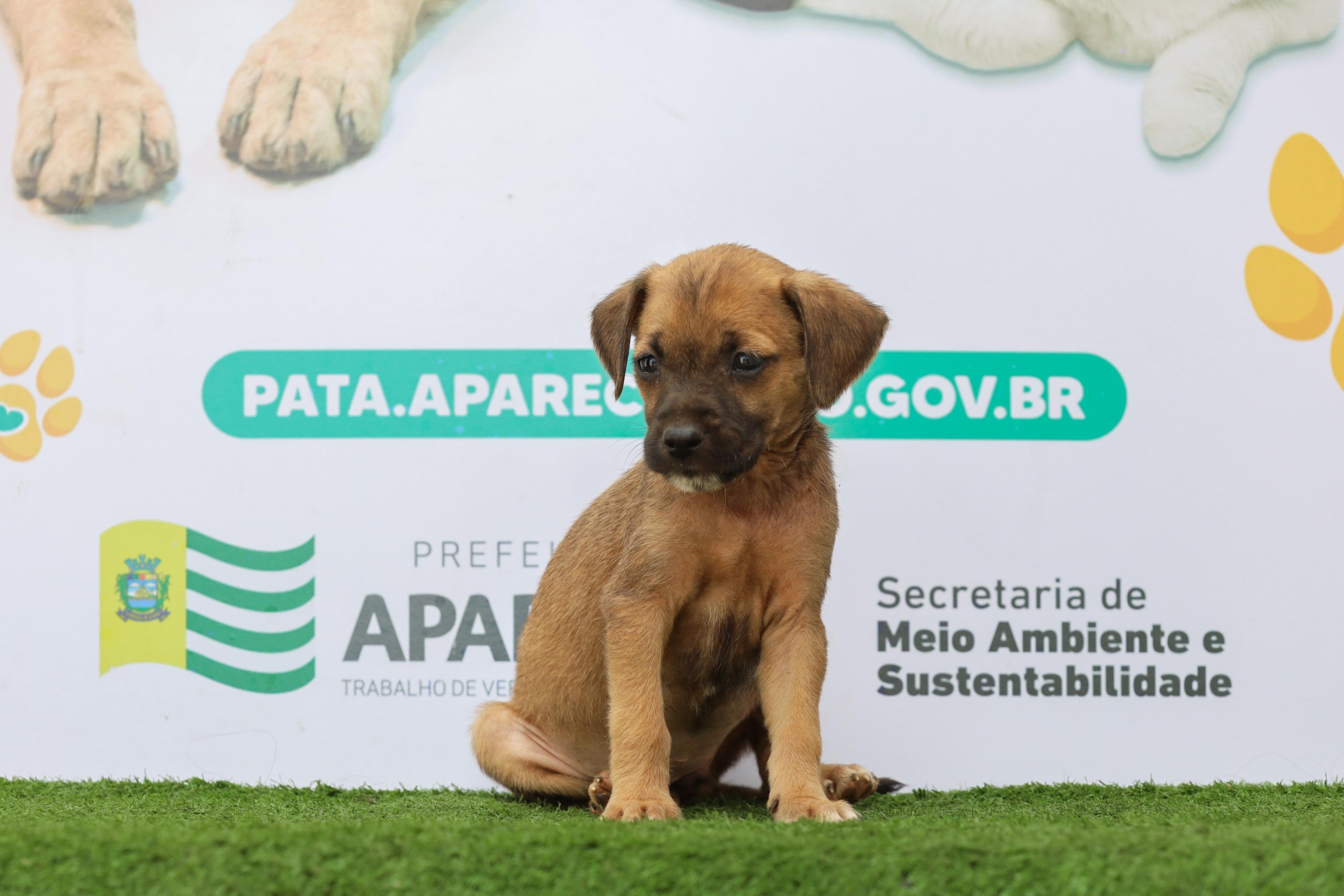Imagem destacada do post: Aparecida faz Feira de Adoção de Cães e Gatos no Buriti Shopping, sábado, 23