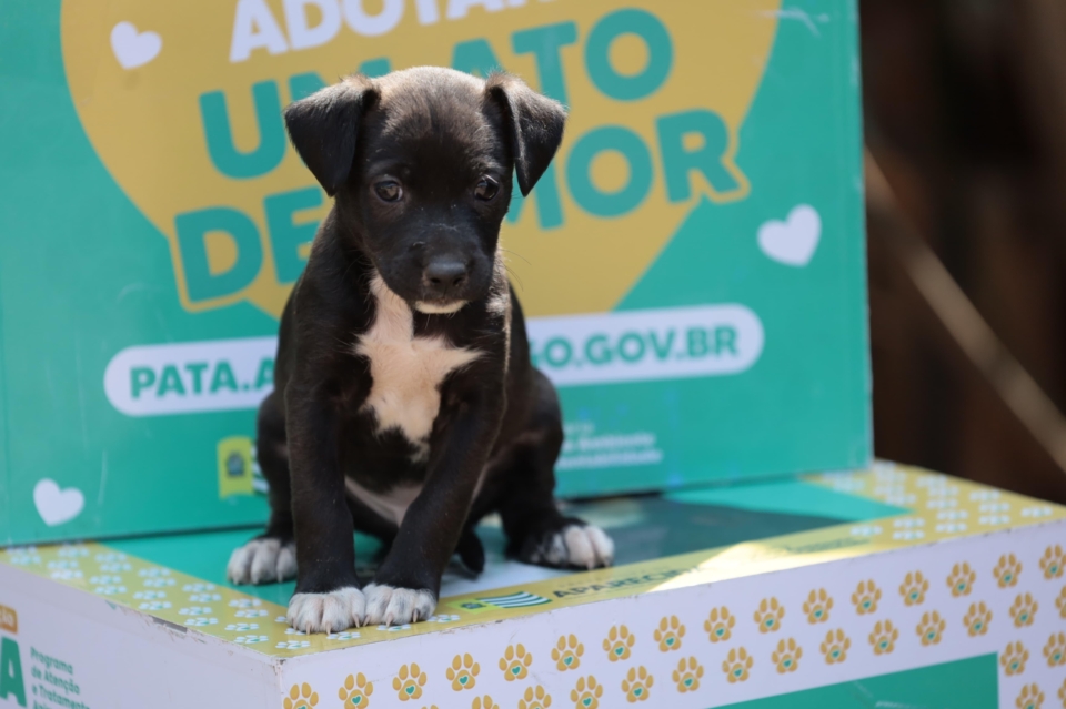 Imagem destacada do post: Prefeitura de Aparecida realiza evento de adoção Carnaval Pet