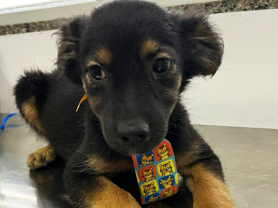 Imagem destacada do post: OAB lança campanha contra maus-tratos de animais